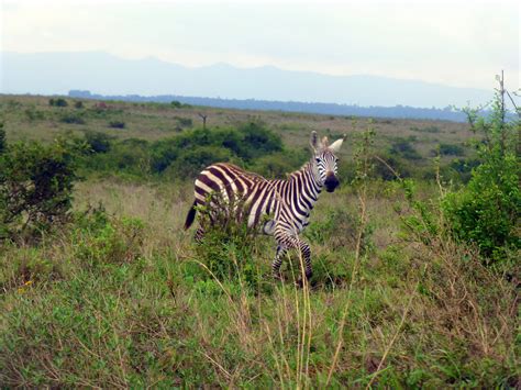 Top 5 Nairobi Wildlife Sights Kenyan Moments