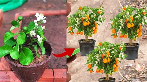 How To Grow Orange Tree From Seed Orange Plant Growing Youtube