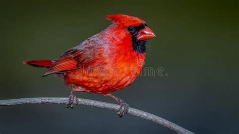 Winter Northern Cardinal Pair Stock Image Image Of Songbird American