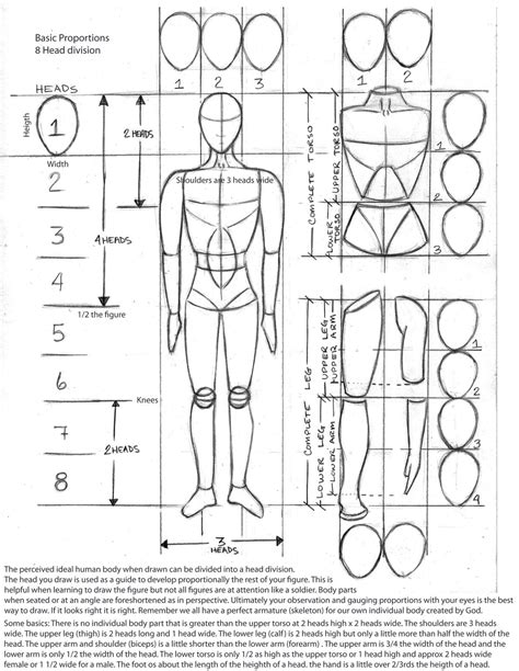 Body Proportion Drawing Human Body Drawing Human Anatomy Drawing