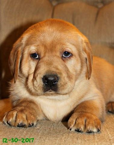 To learn more about each adoptable dog, click on the i icon for some fast facts or click on their name or photo for full details. Labrador Retriever puppy dog for sale in Bethel, Pennsylvania