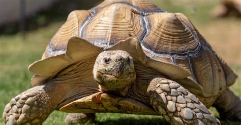 10 Incredible Sulcata Tortoise Facts Wiki Point