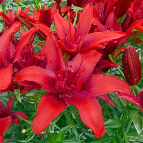 Red Lilies Red Twin Asiatic Lily Brecks