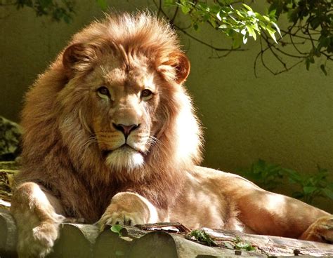 Close Up Portrait Of Lion · Free Stock Photo