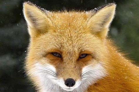 Lihat ide lainnya tentang rubah, hewan, bayi hewan. Jenis Rubah yang Ada di Dunia dan Ciri-cirinya | Si Binatang