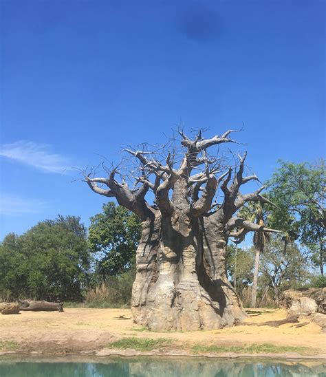 Photo Spot Week African Baobab Tree At Animal Kingdom Disleelandia