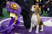 How Much Money Westminster Dog Show Winners Earn | Reader's Digest