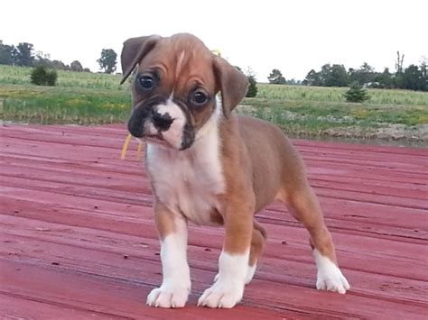 They love people, are patient and gentle with children, and protect their loved ones — it's no. akc flashy fawn boxer puppies for sale******updated pics ...