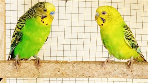 6 Hr Budgie Sounds For Lonely Birds To Make Them Happy Budgie Singing