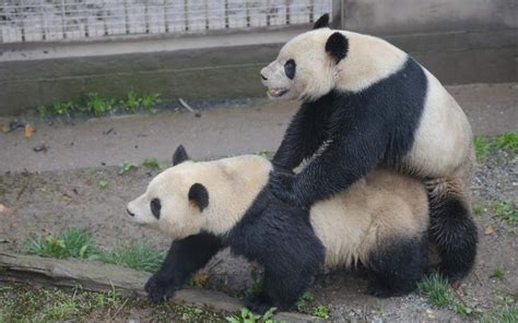 Too Much Bamboo Is Killing Pandas Sex Drive