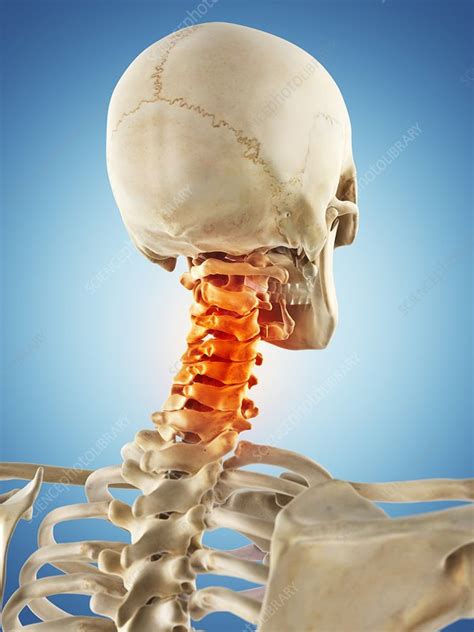 Human Neck Bones Artwork Stock Image F0094104 Science Photo Library