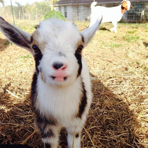 Cutest Baby Goat Ever Raww