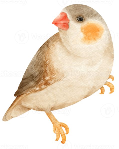 Watercolor Zebra Finches Bird Illustration 9373285 Png
