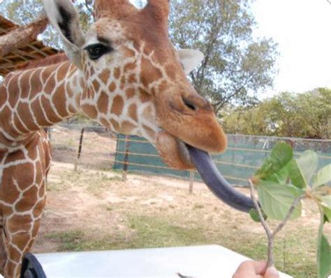 Animals Plants Rainforest Giraffe Tongue Facts