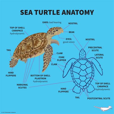 Pin By Friskypanda On Animals Sea Turtle Facts Turtle Facts Turtle