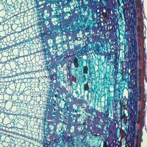 To make an animal cell, scrape the lining of your inner cheek with a toothpick and smear the cells on a microscope slide. Cork Cells, c.s., 12 µm Microscope Slide | Carolina.com