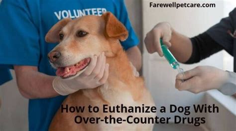 How To Euthanize A Dog With Over The Counter Drugs 5 Steps And Why You