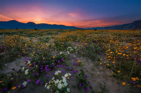 Anza Borrego Desert State Park Wildflower Super Bloom Travel Caffeine
