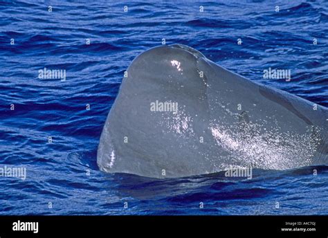 sperm whale with giant squid marks