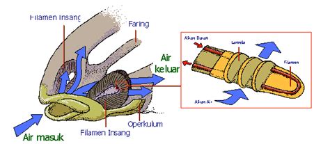 Faring adalah hubungan antara rongga mulut dan influinza ditularkan oleh kuman melalui udara yang kurang baik. Advanced Tutor of Sci, Phy, Chem & Bio-Sir Henry ...