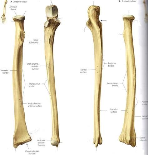 Bone Landmarks Upper Extremity Exercise Science 390 With Feland At