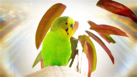 Budgie Singing For 1 Hour Happy Song Youtube