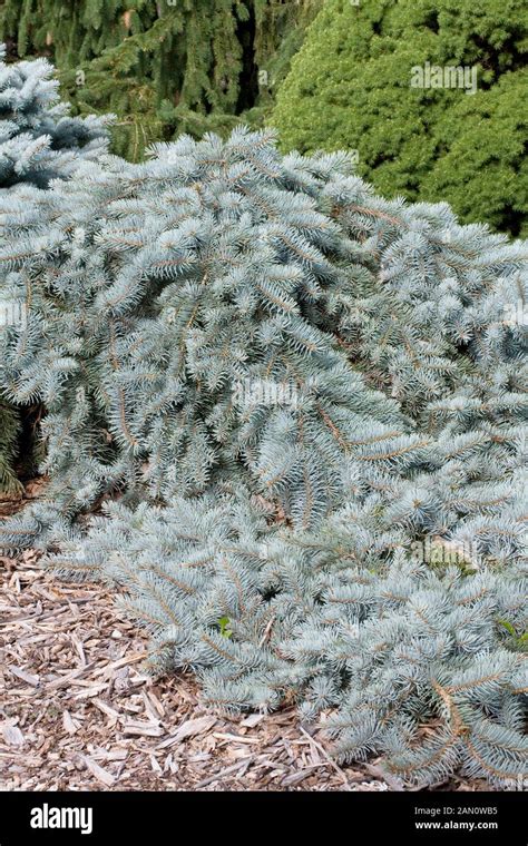 Picea Pungens Procumbens Hi Res Stock Photography And Images Alamy