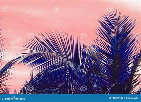 Palm Silhouettes Warm Living Coral Skies Tropical Stock Photo - Image