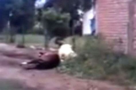 Shocking Video Shows Cruel Animal Trainer Beating Exhausted Horse With