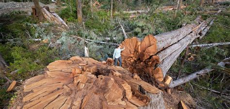 Ancient Forest Alliance Working To Protect Bcs Endangered Old Growth