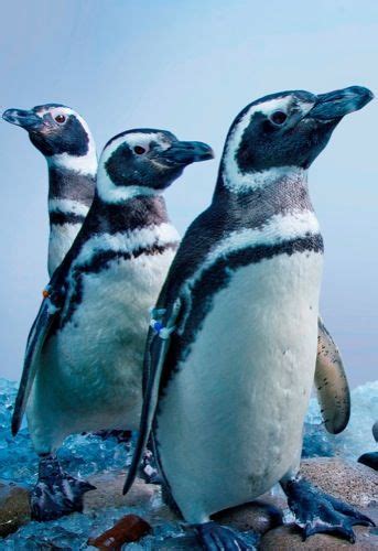 Aquarium Of The Pacific In Long Beach California Debuts First Penguins