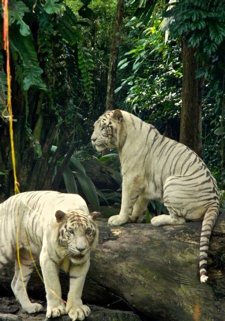 White Tigers Photo By Leigh Anne Tiffany National Geographic Your