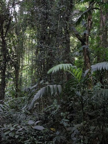 El parque nacional santa fe se encuentra ubicado en las tierras altas de la cordillera central del país, en el distrito de santa fe, provincia de veraguas. Forest - Bosque; Parque Nacional Santa Fé, Veraguas, Panam ...