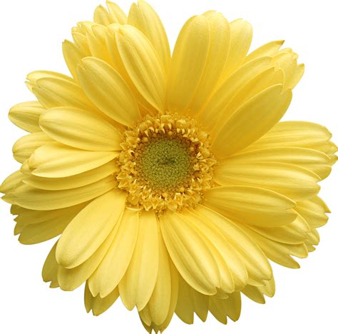 Free Daisy Clipart Public Domain Flower Clip Art Images And 2 7 Clipartix