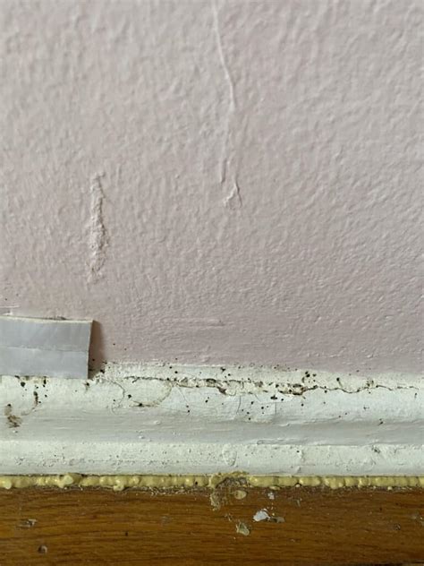 Bed Bug Poop On Walls Pest Phobia