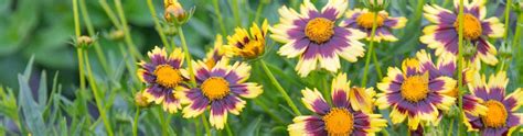 Maybe you would like to learn more about one of these? Deer Resistant Perennials | American Meadows