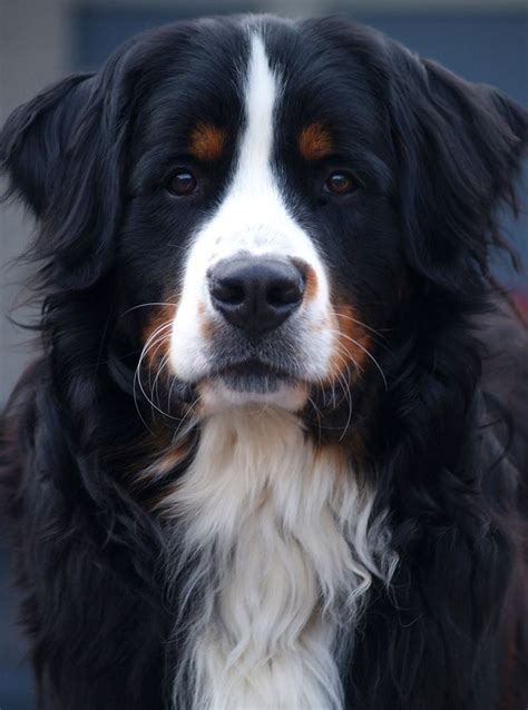 126 Best Berner Sennen Images On Pinterest Bernese Mountain Dogs