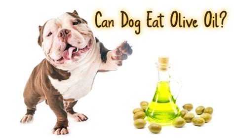 Can Dog Eat Olive Oil Pets Food Items