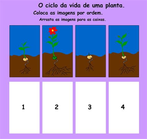 Imagem Relacionada Atividades Sobre Plantas Ciclo De Vida Vegetal