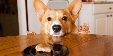 Come stock up on your dogs favorites! Homemade Dog Treats That'll Make Your Pup Wag With Glee ...