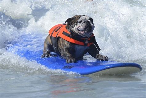 Dogs Surfing Chicabrava Surf Retreat