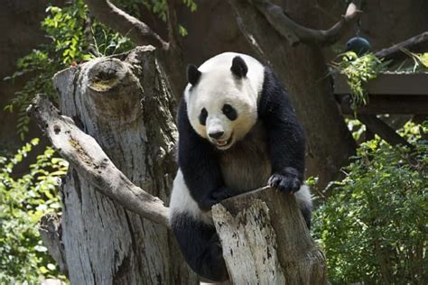 10 Things You Probably Didnt Know About Giant Pandas Owlcation