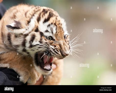 Eight Week Old Female Amur Tiger Cub Snarling Stock Photo Alamy