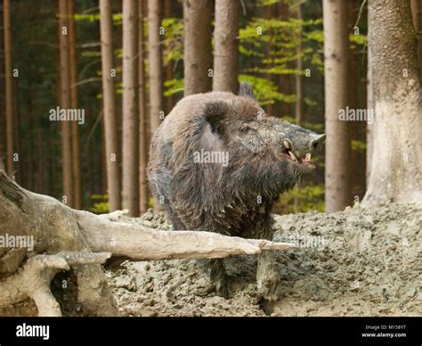 Sus Scrofa Scrofa Central European Boar In Forest In Mud Bath Stock