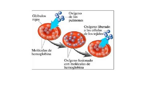HemoglobinopatÍas IntroducciÓn Eritrocitos Y Hemoglobina