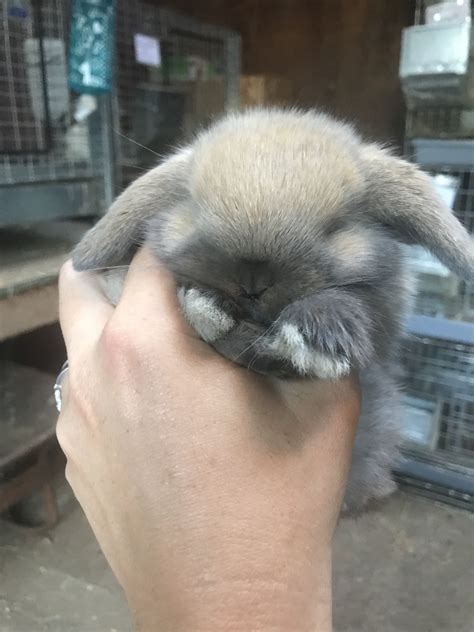 Rabbit breeds derived from breeding larger rabbits with the netherland dwarf (or any rabbit with a dwarf gene) are known as dwarf breeds. Pin by Lindsay Toney on Holland Lops | Holland lop, Rabbit