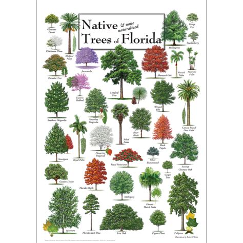 Native Trees Of Florida Poster New Earth Sky Water