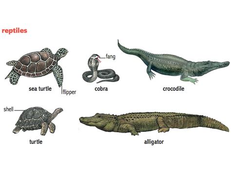 Reptile Noun Definition Pictures Pronunciation And Usage Notes