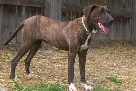 Mountain Cur Dog Breed Information All About Dogs