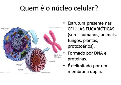 O Que Significa Alterações Celulares Benignas Reativas Ou Reparativas